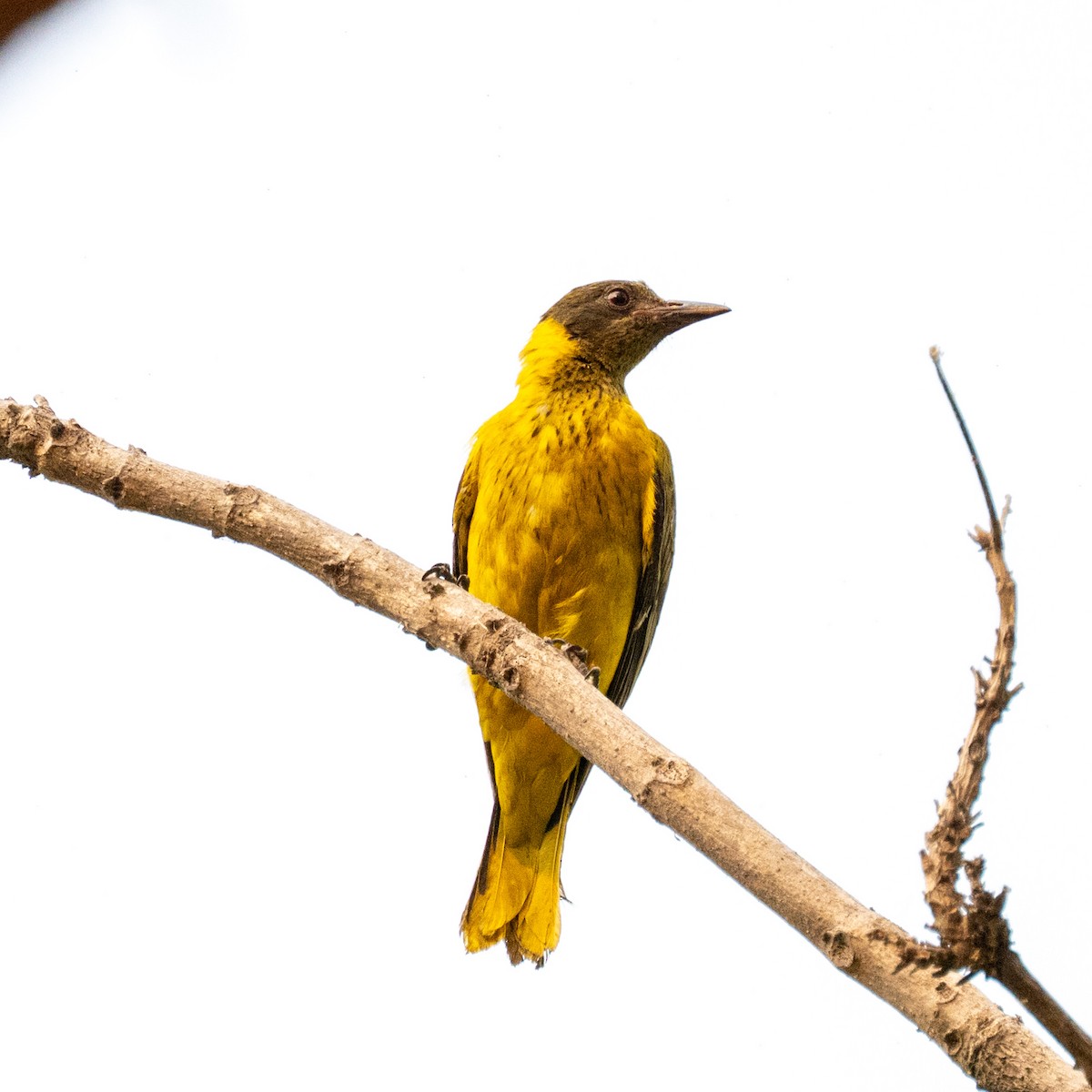 African Black-headed Oriole - ML642469649