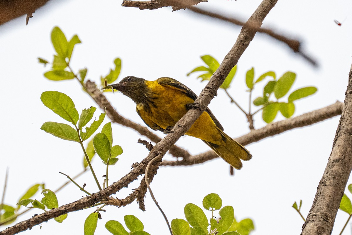 African Black-headed Oriole - ML642469650