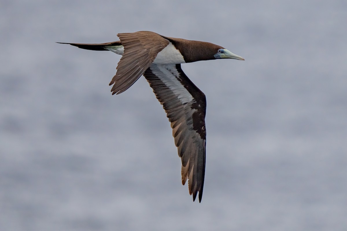 Brown Booby (Forster's) - ML642469651