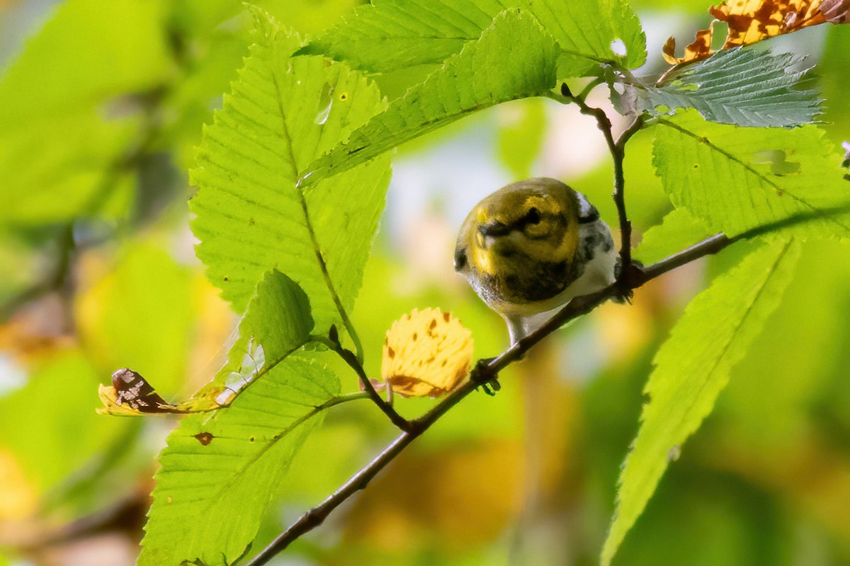 Black-throated Green Warbler - ML642469654