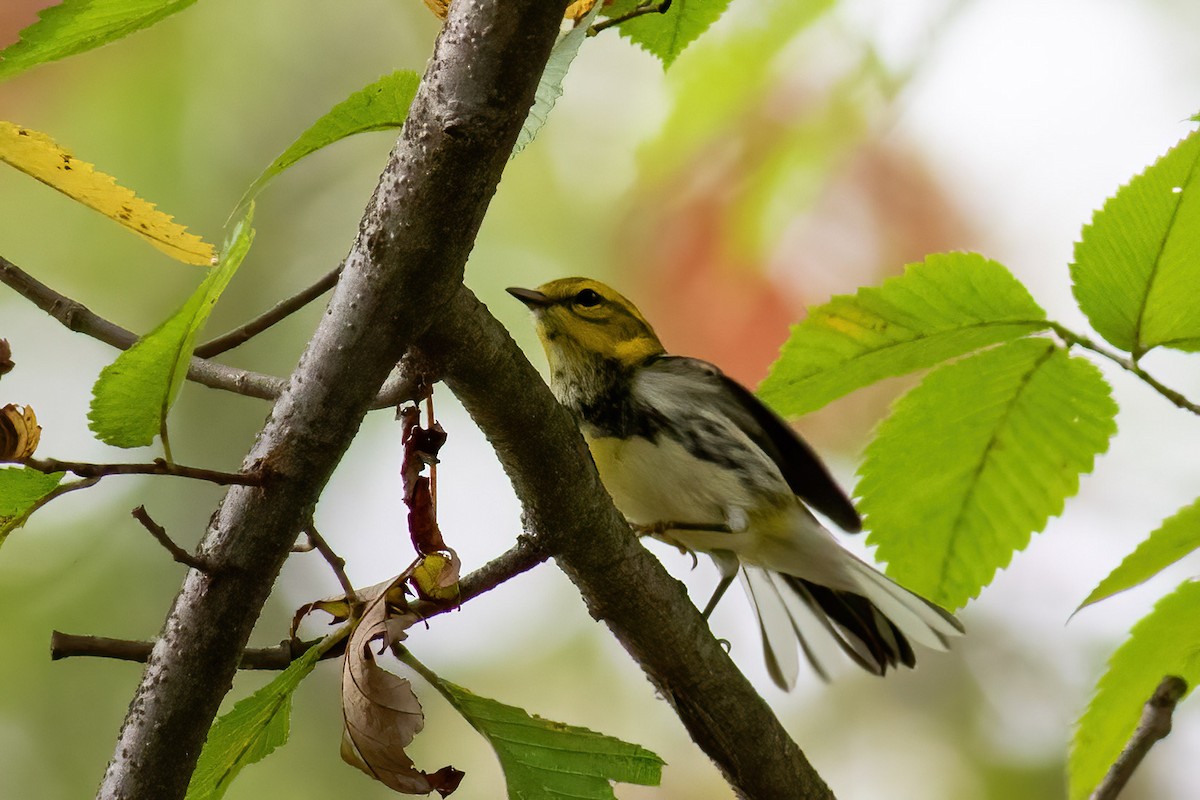 Black-throated Green Warbler - ML642469655