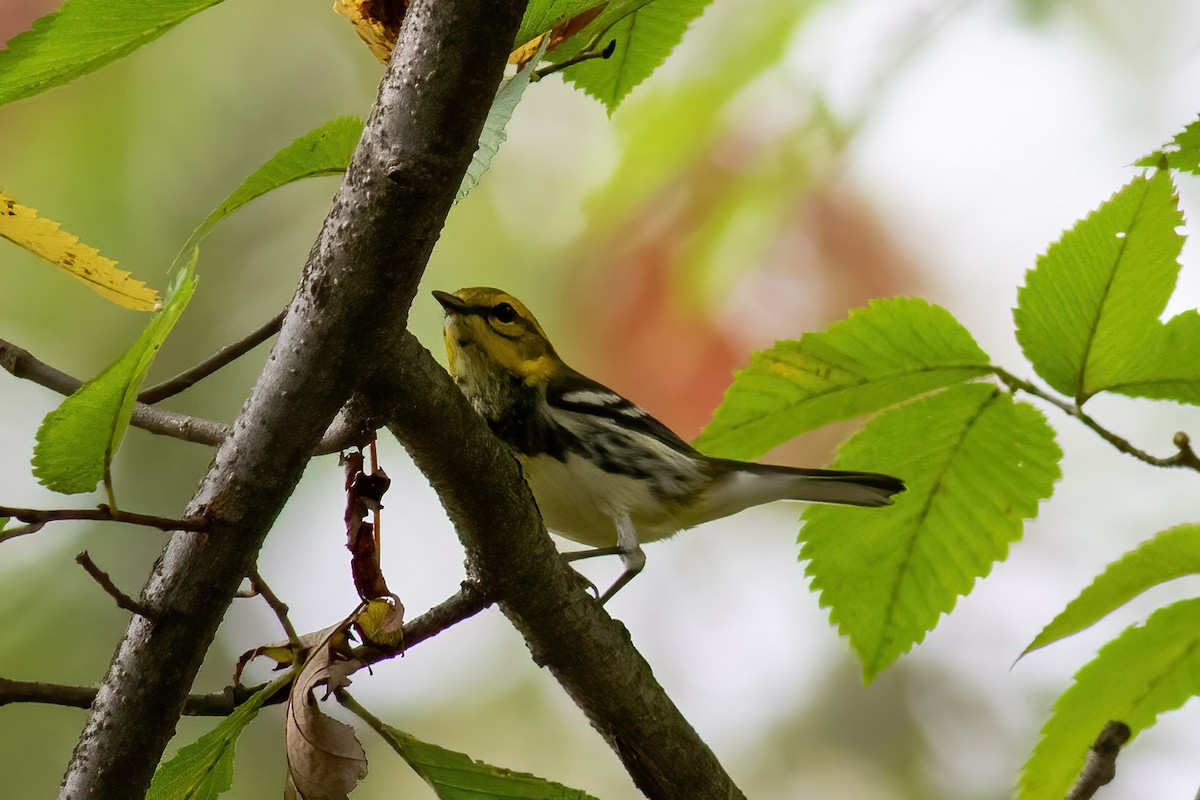 Black-throated Green Warbler - ML642469656