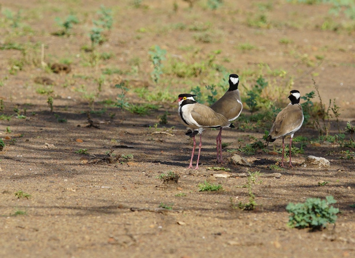 Black-headed Lapwing - ML642469657