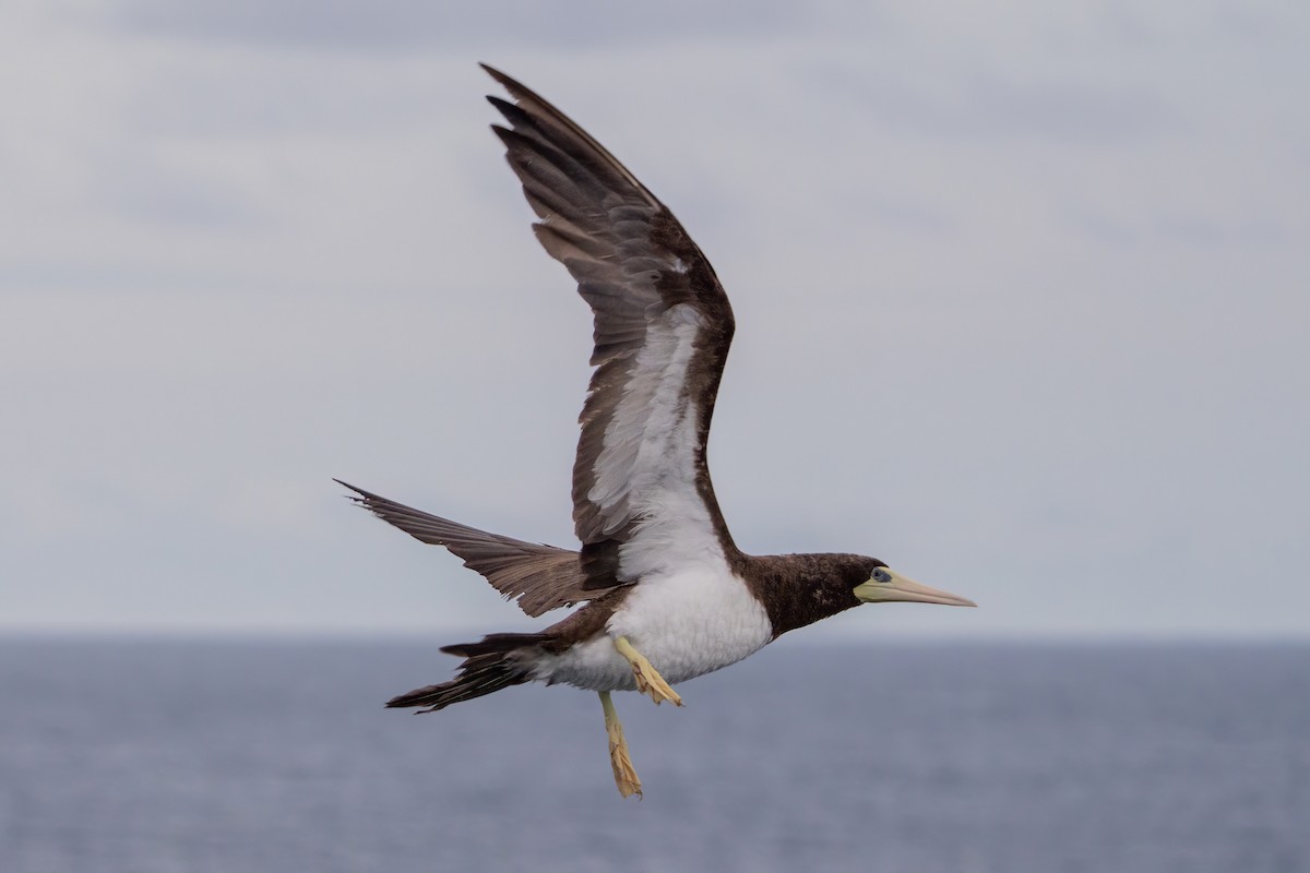 Brown Booby (Forster's) - ML642469667
