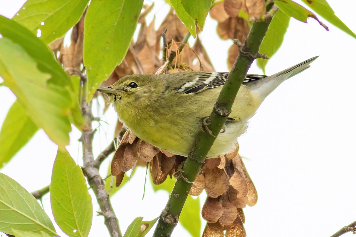Pine Warbler - ML642469675