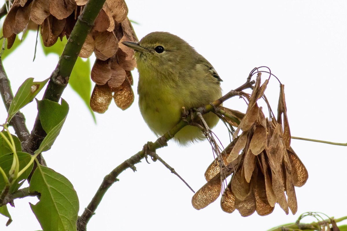 Pine Warbler - ML642469676