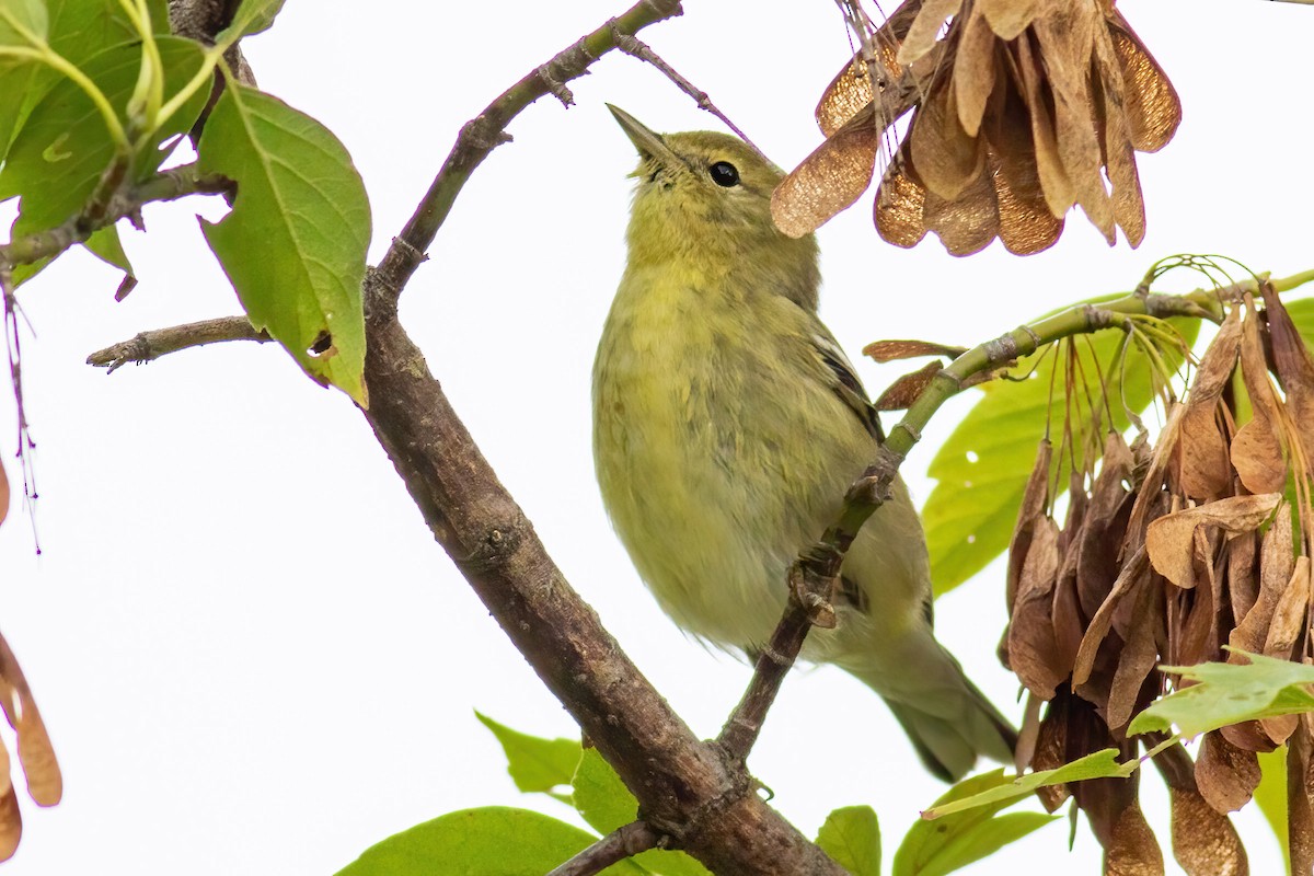 Pine Warbler - ML642469677