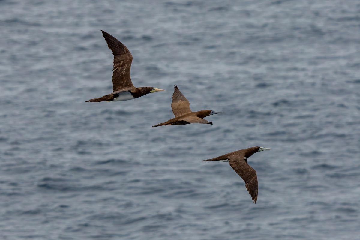 Brown Booby (Forster's) - ML642469683