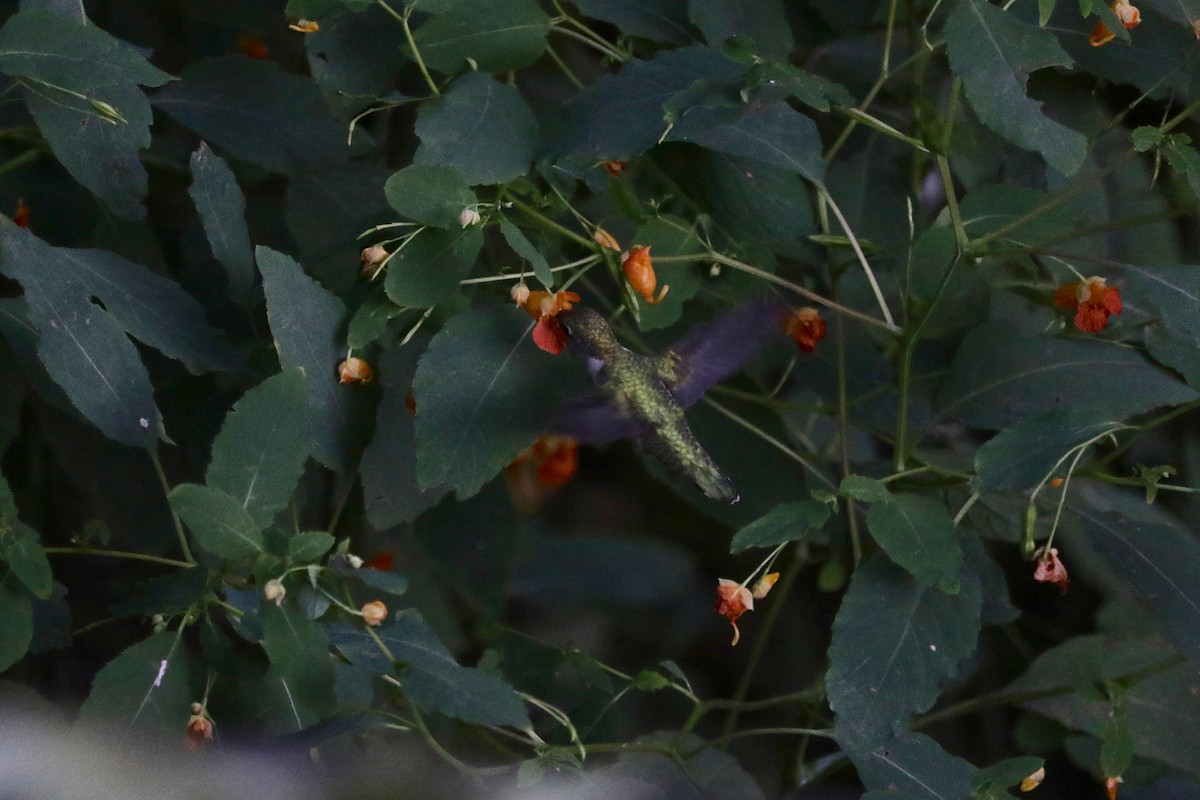 Ruby-throated Hummingbird - ML642469690