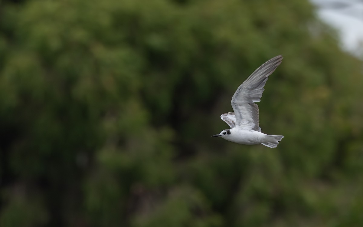 白翅黑燕鷗 - ML642469695