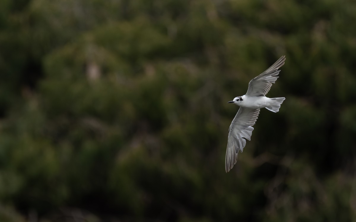 白翅黑燕鷗 - ML642469697