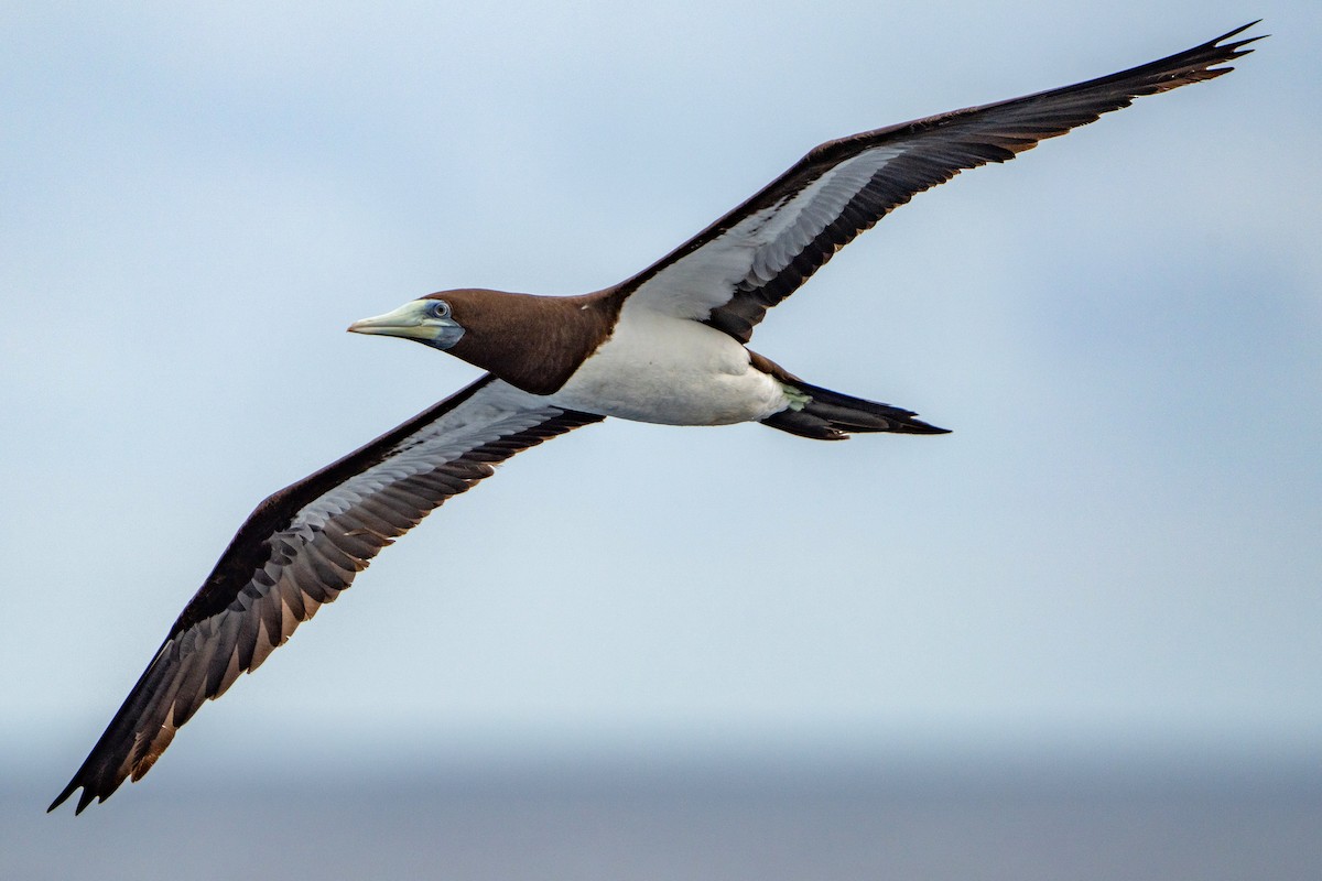 Brown Booby (Forster's) - ML642469700