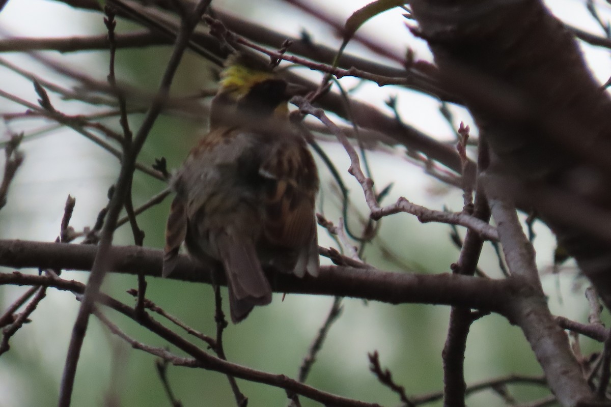 Yellow-throated Bunting - ML642469701