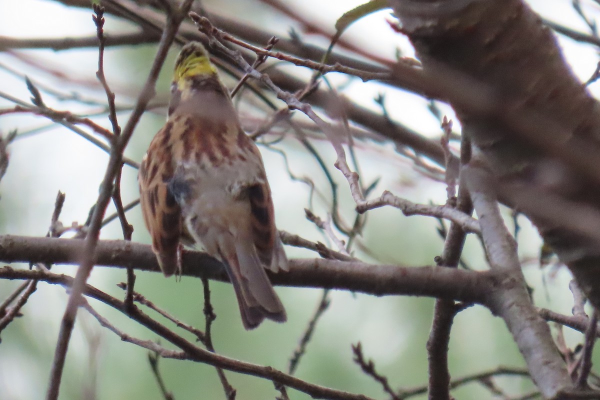 Yellow-throated Bunting - ML642469702
