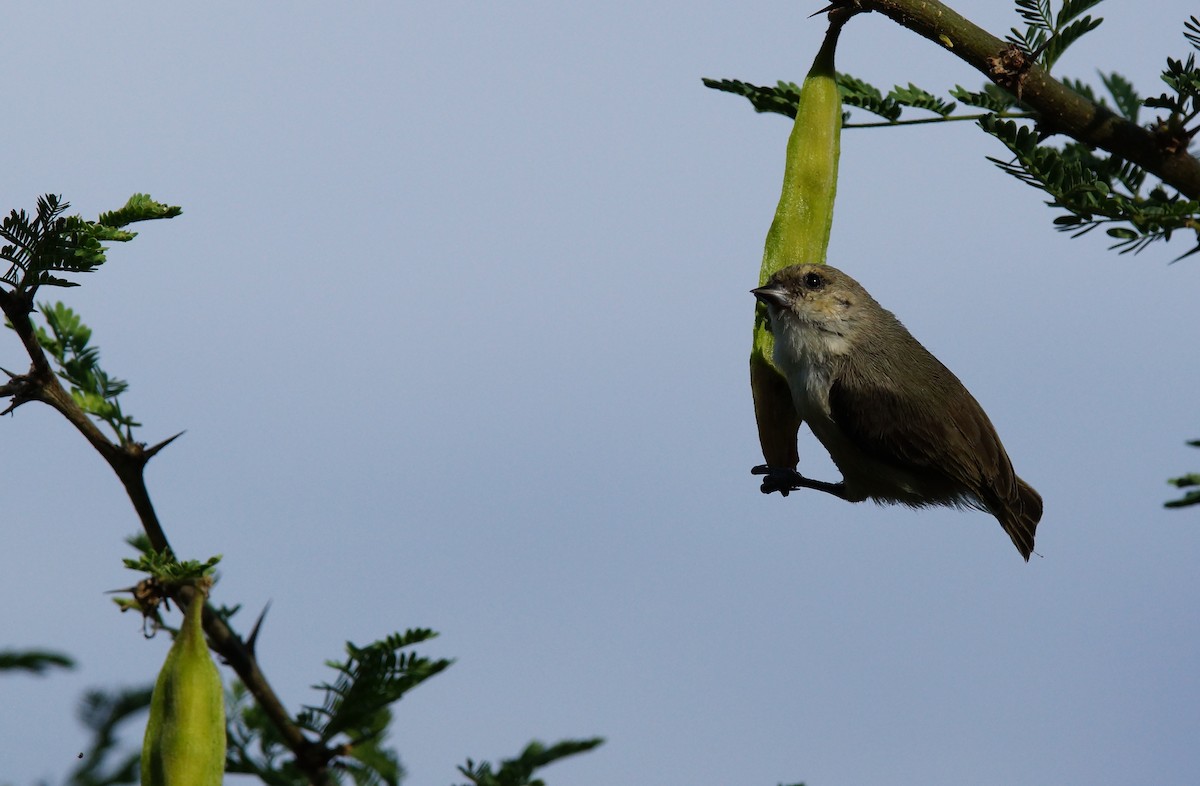 Mouse-colored Penduline-Tit - ML642469703