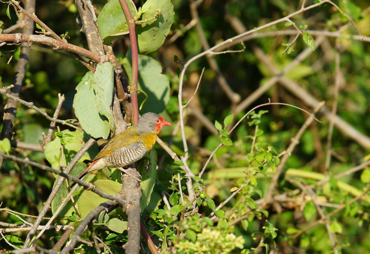 Green-winged Pytilia - ML642469708