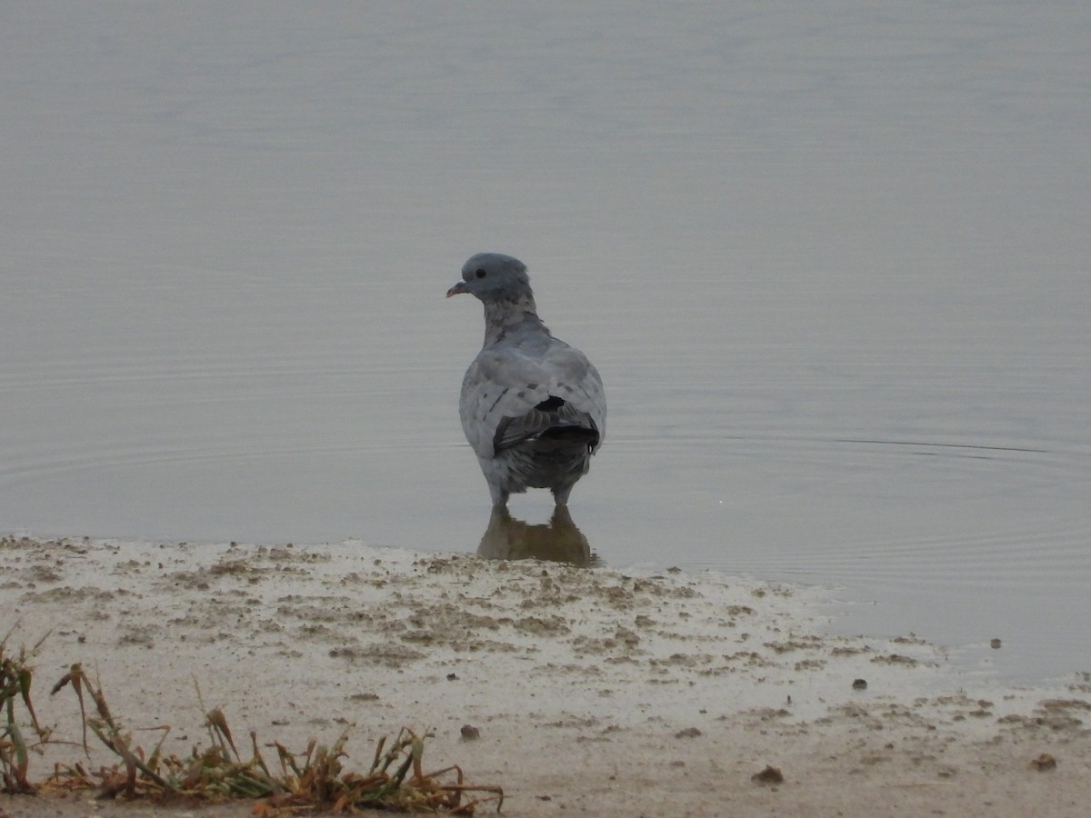 Stock Dove - ML642469718
