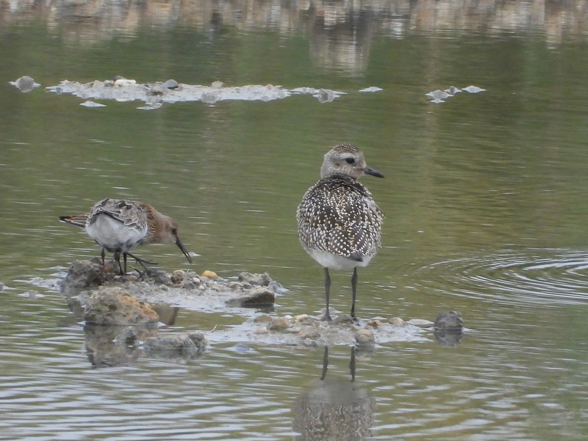 Black-bellied Plover - ML642469726