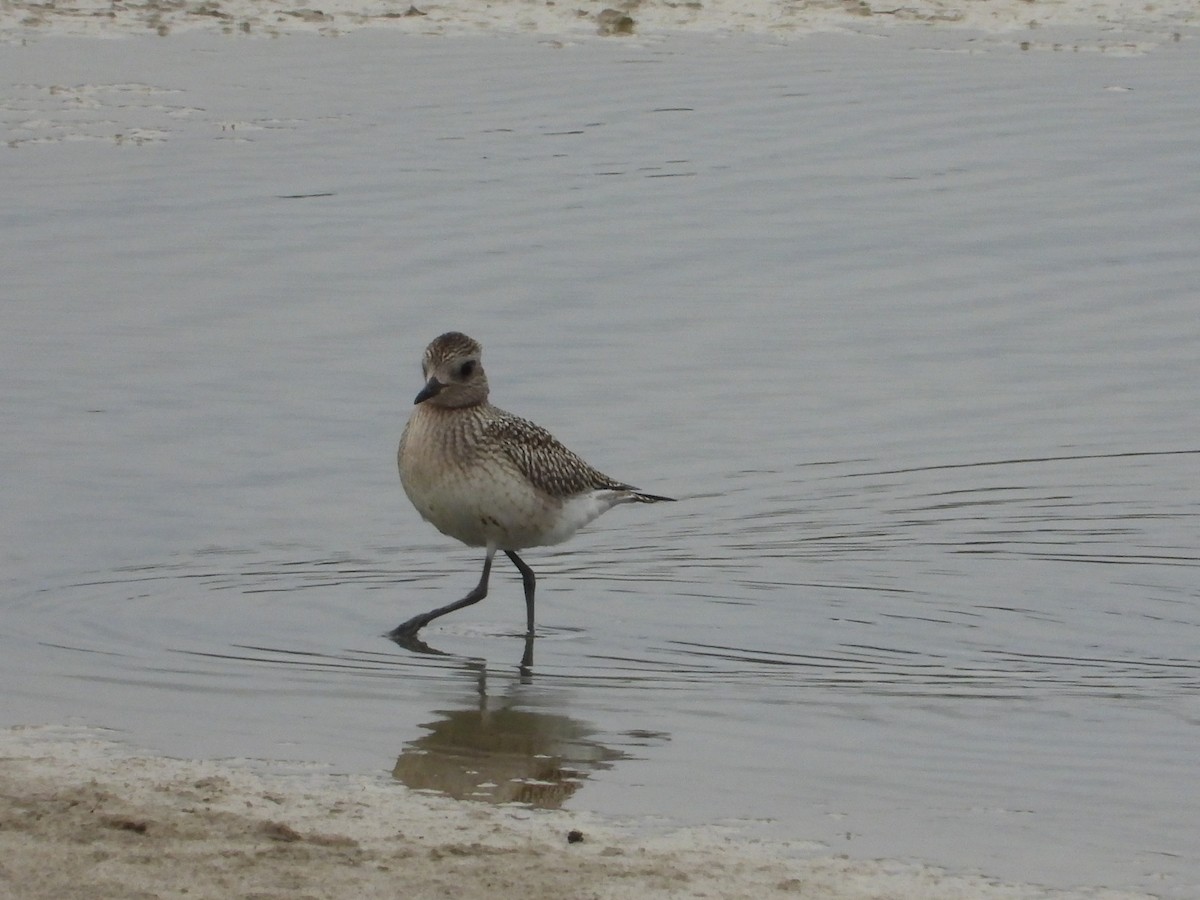 Black-bellied Plover - ML642469727