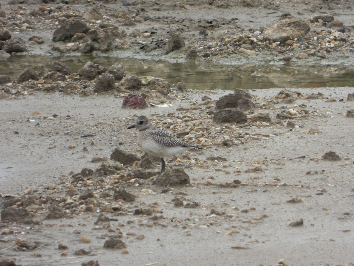 Black-bellied Plover - ML642469728
