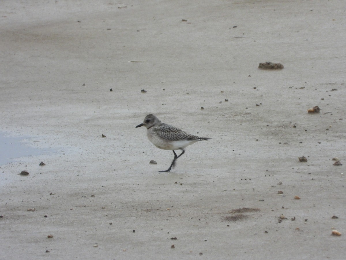 Black-bellied Plover - ML642469729