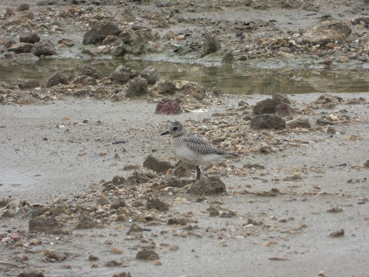 Black-bellied Plover - ML642469730