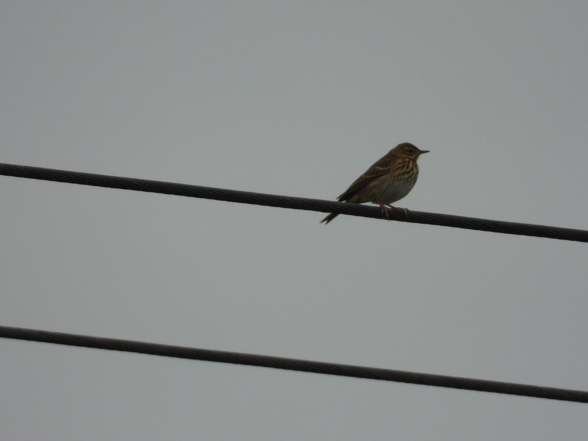 Tree Pipit - ML642469737