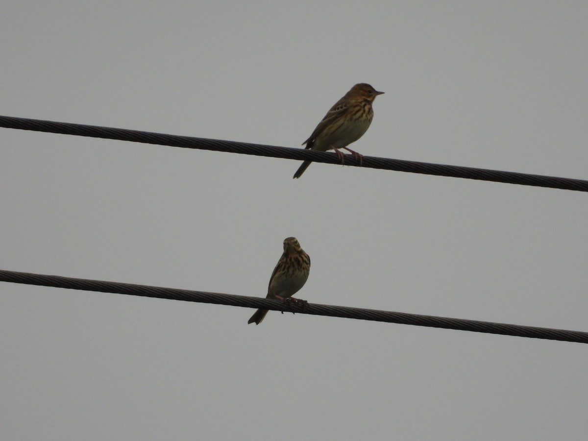 Tree Pipit - ML642469738