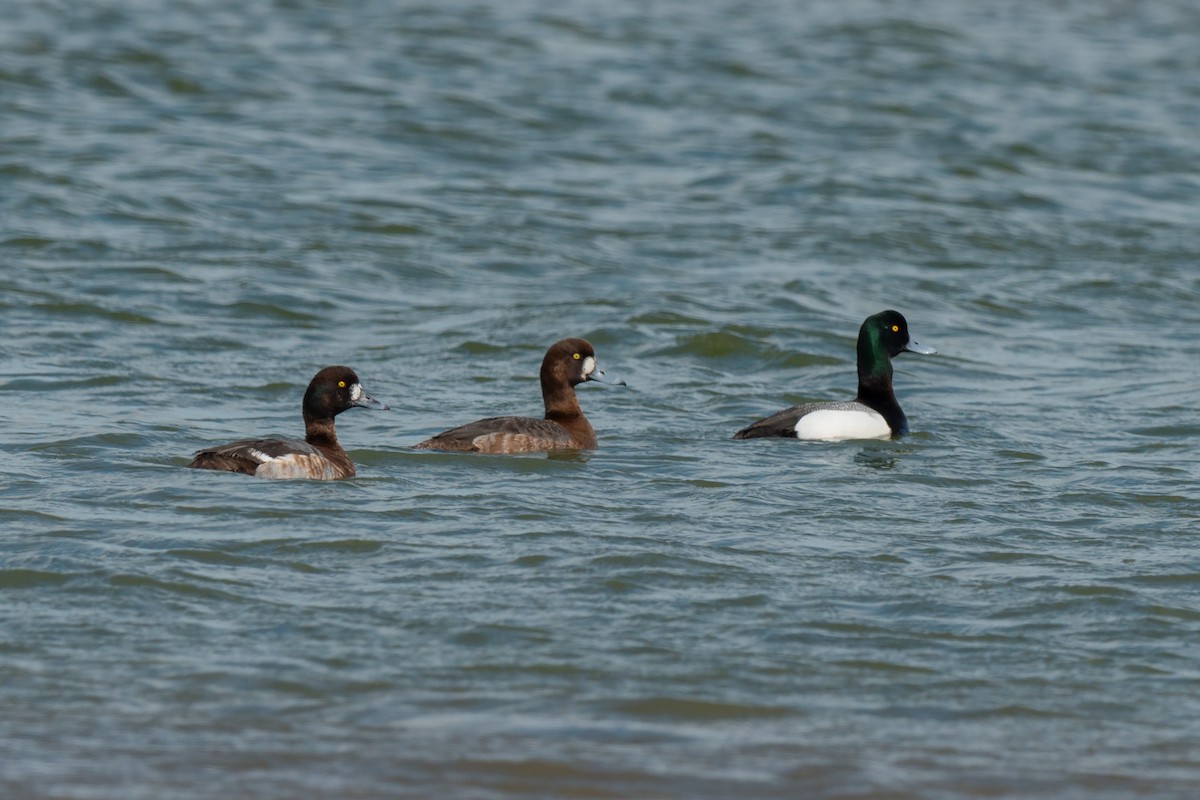 Greater Scaup - ML642469778