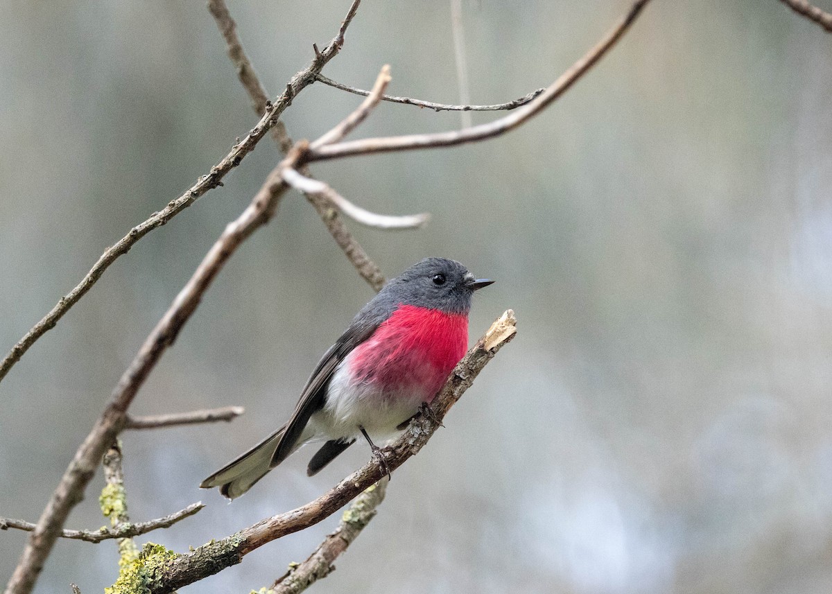 ハイイロサンショクヒタキ - ML642469806