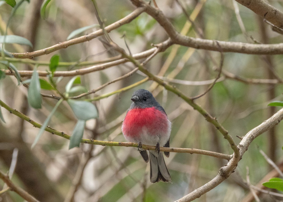 ハイイロサンショクヒタキ - ML642469807