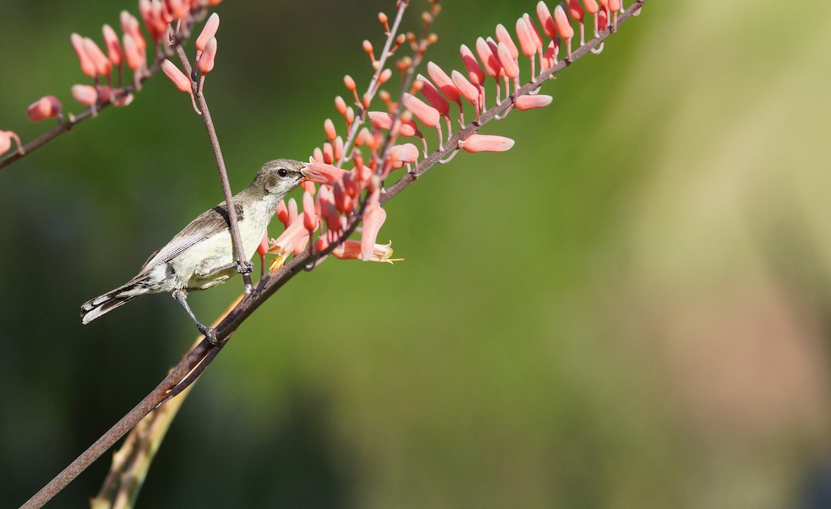 Eastern Violet-backed Sunbird - ML642469808
