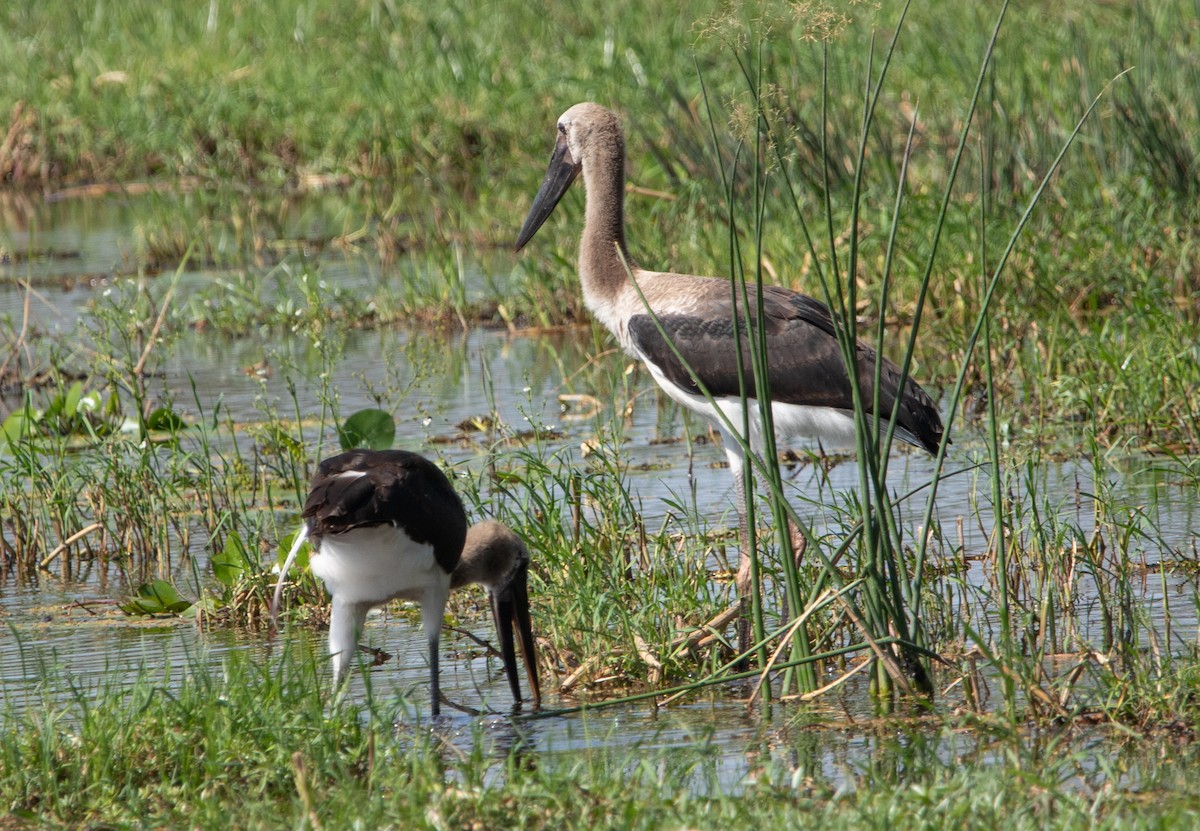 African Woolly-necked Stork - ML642469809