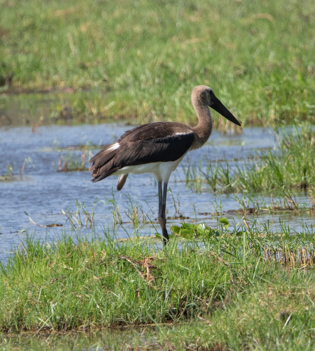 African Woolly-necked Stork - ML642469810