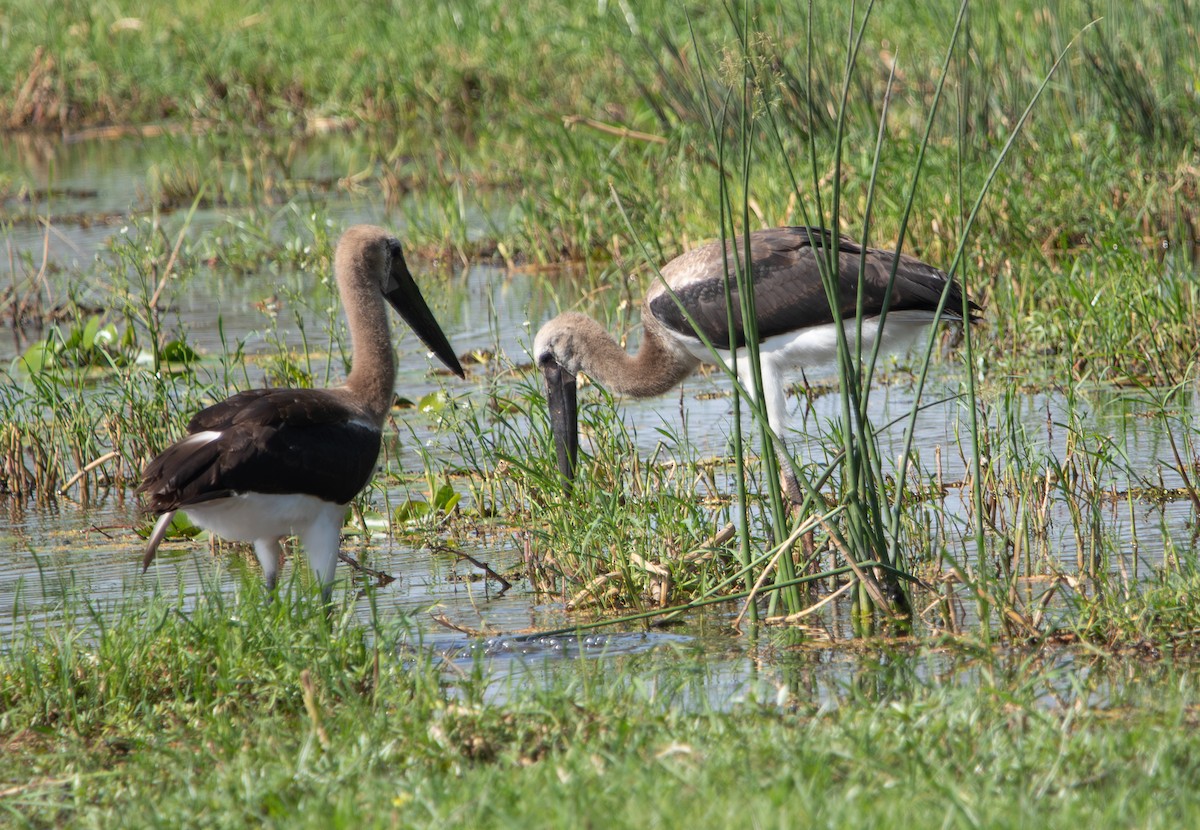 African Woolly-necked Stork - ML642469811