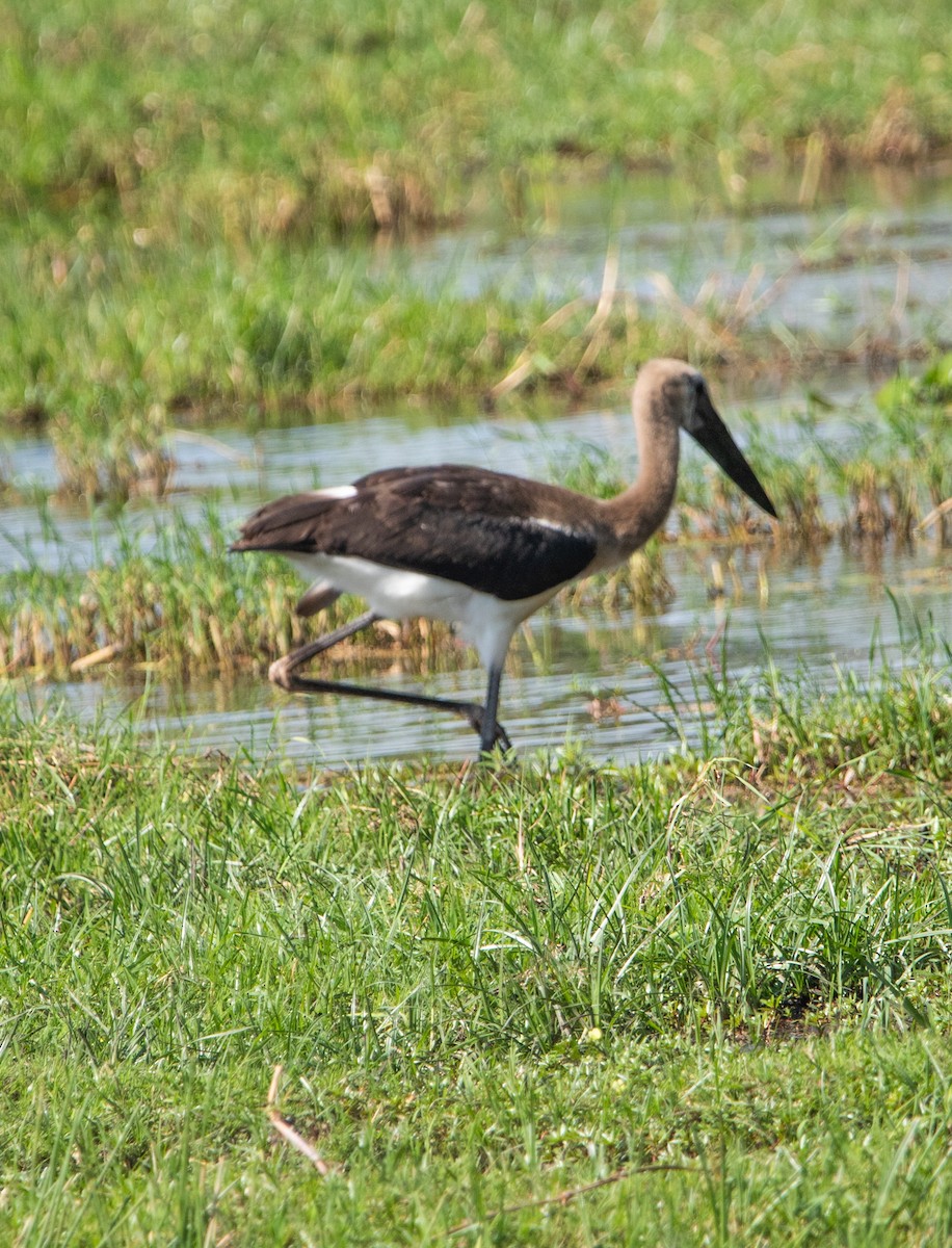African Woolly-necked Stork - ML642469812