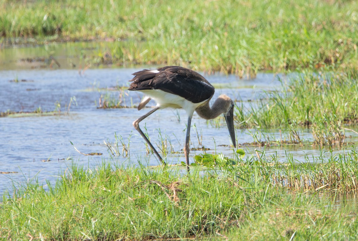 African Woolly-necked Stork - ML642469813