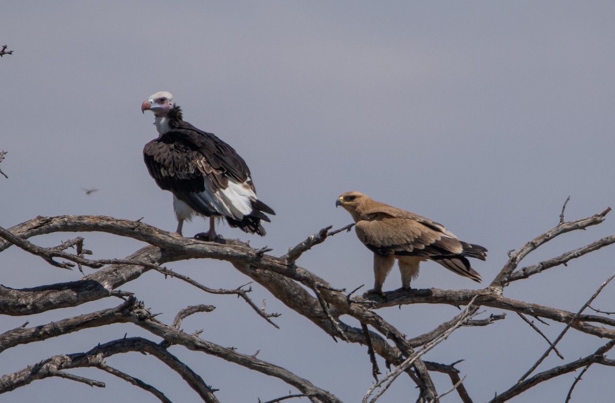 White-headed Vulture - ML642469914