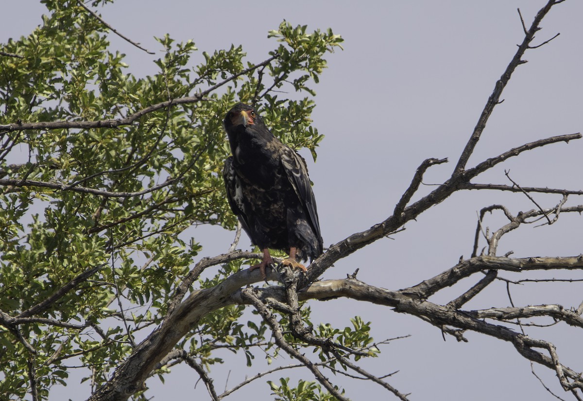 Bateleur - ML642469947