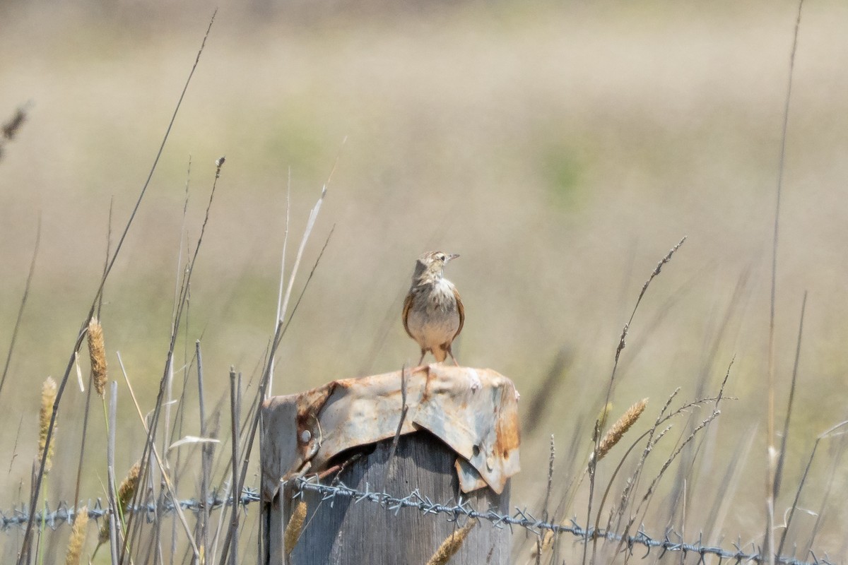 Australian Pipit - ML642469968