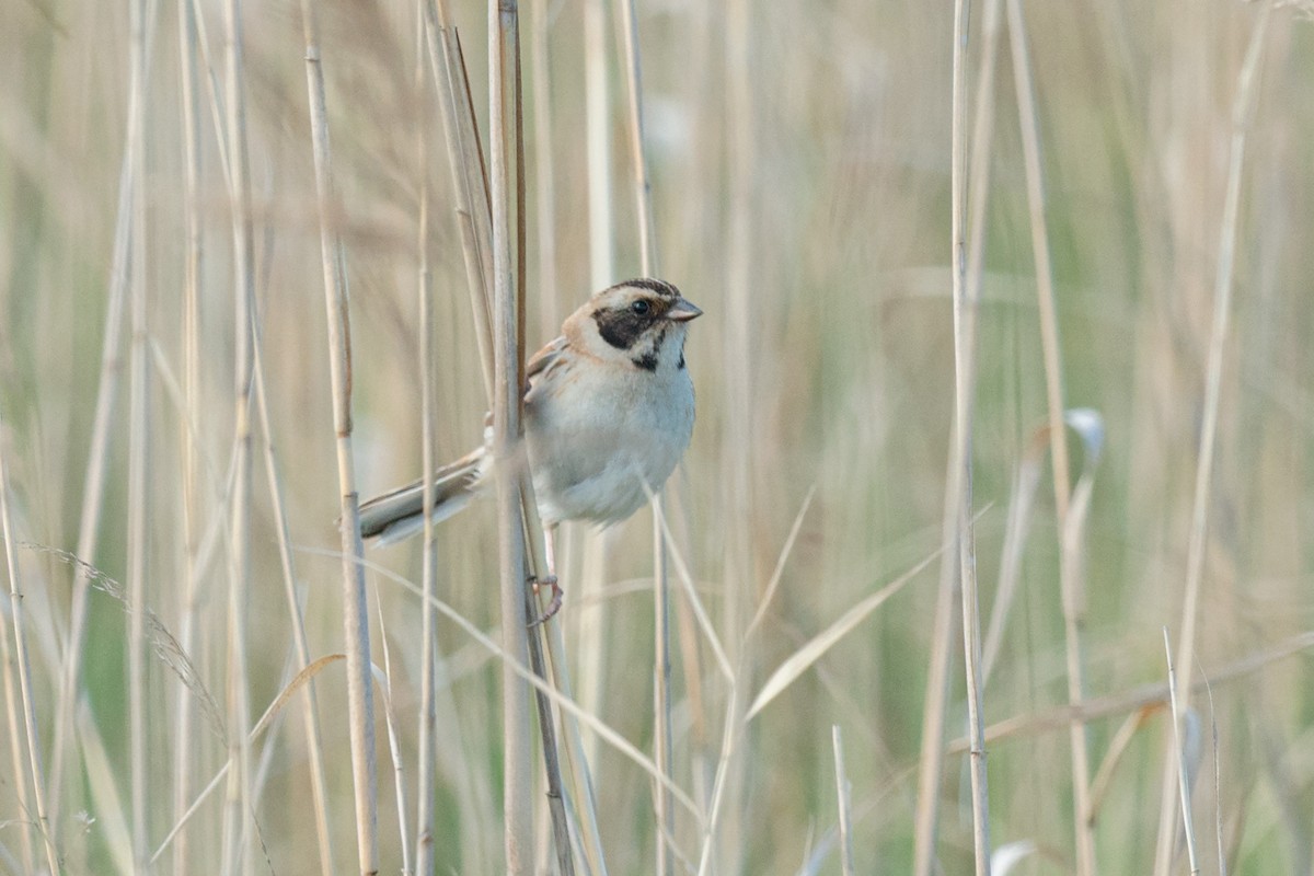 Ochre-rumped Bunting - ML642469988