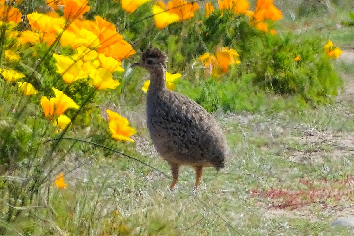 Chilean Tinamou - ML642470002
