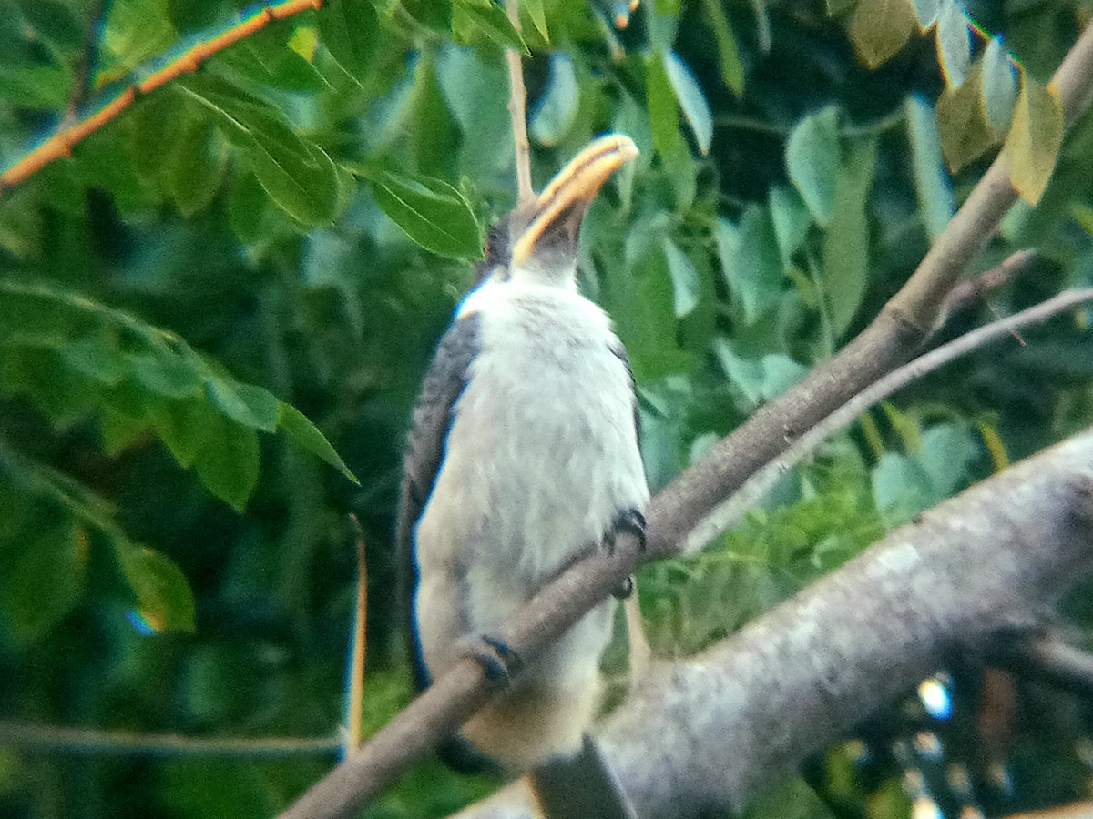 Sri Lanka Gray Hornbill - ML642470015