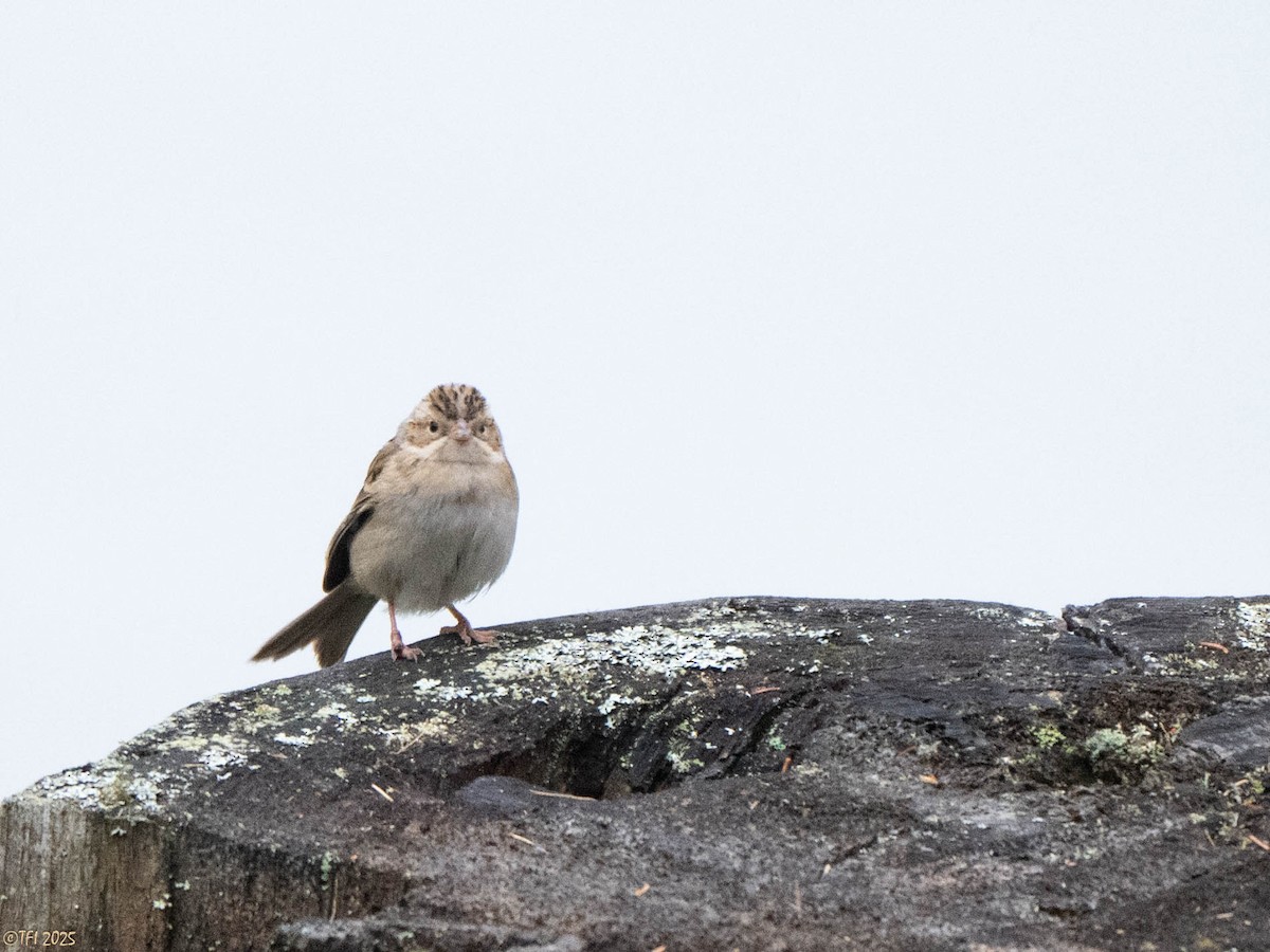 Clay-colored Sparrow - ML642470074