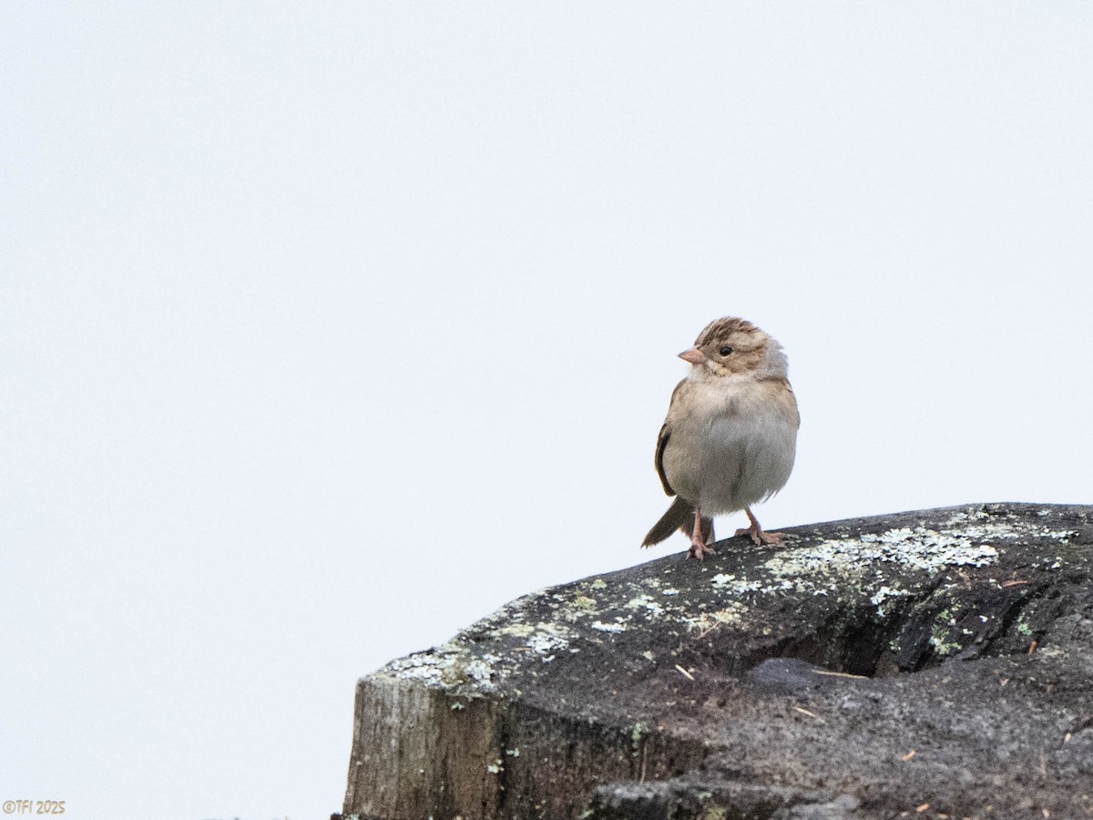 Clay-colored Sparrow - ML642470075