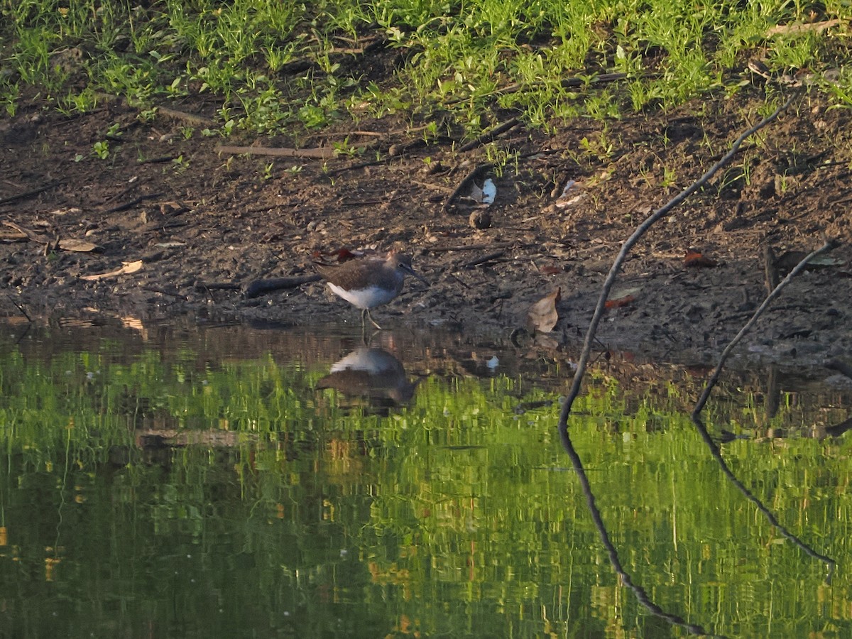 Common Sandpiper - ML642470082