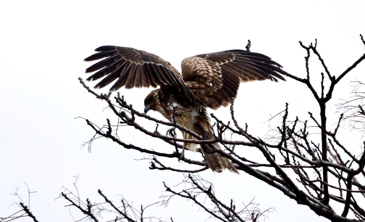 Black Kite (Black-eared) - ML642470086
