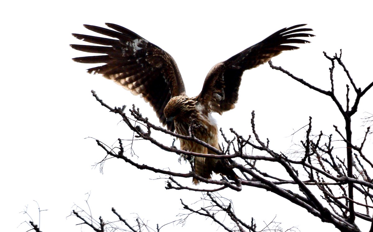 Black Kite (Black-eared) - ML642470087