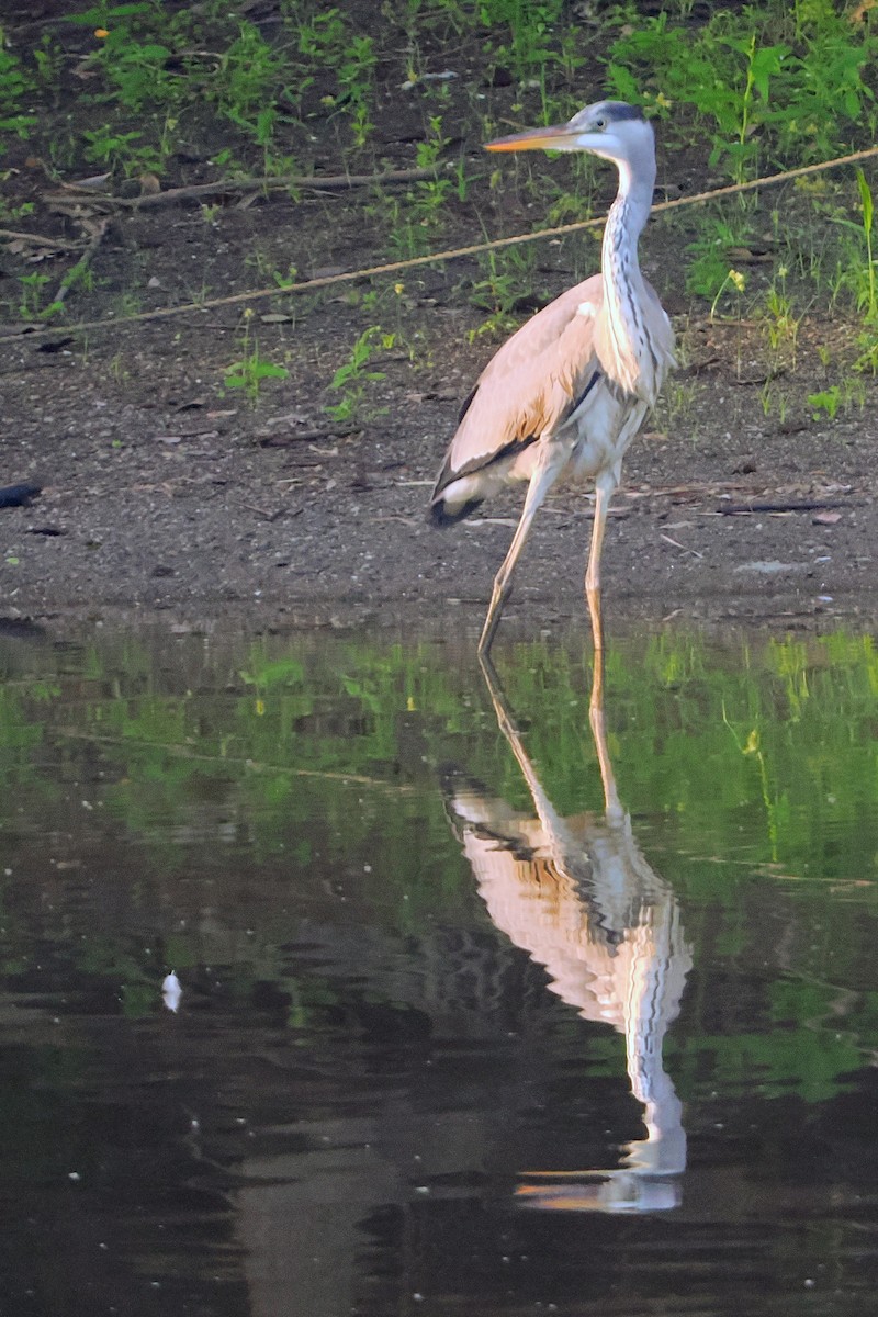 Gray Heron - ML642470091