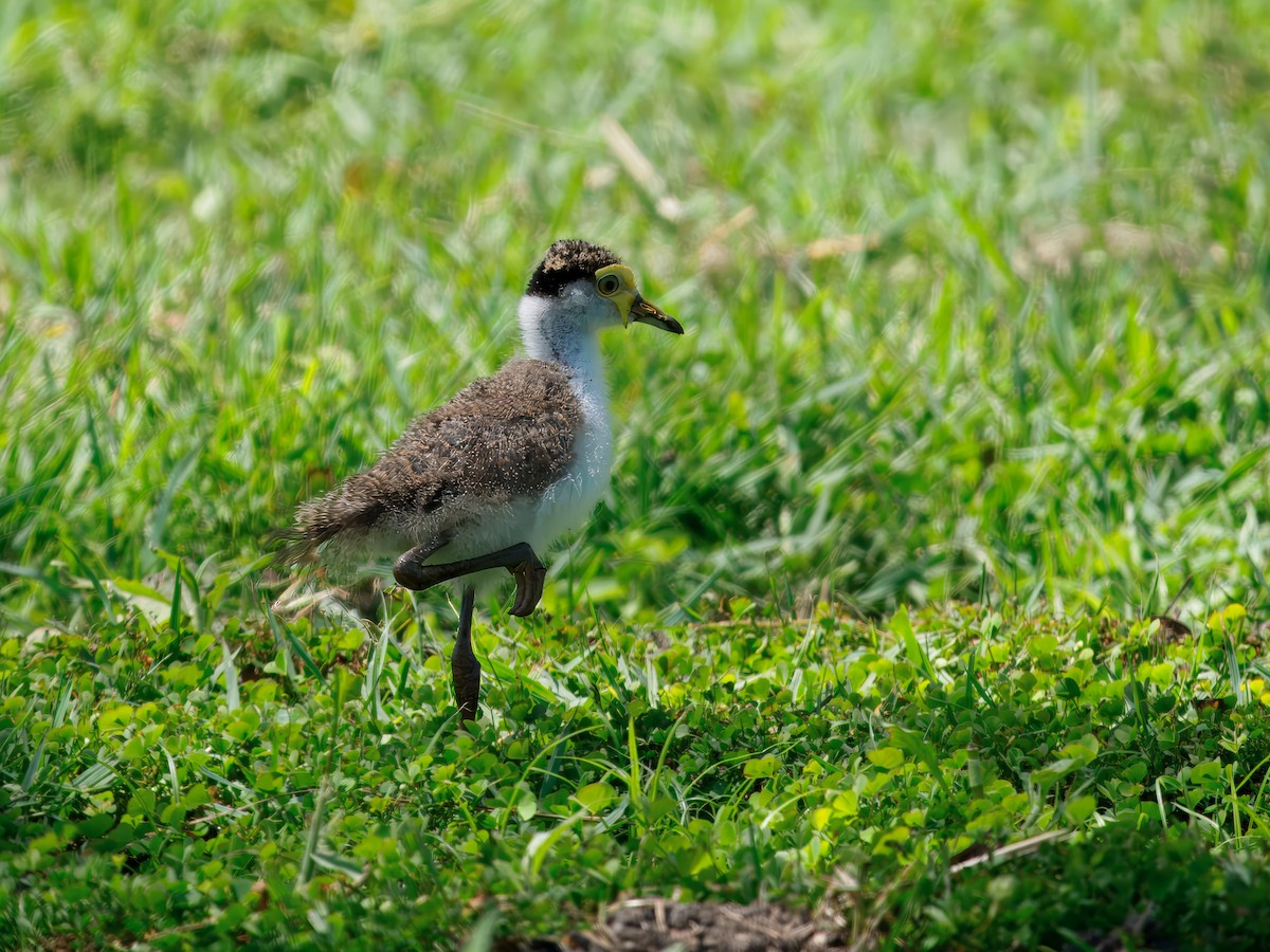 Masked Lapwing - ML642470092